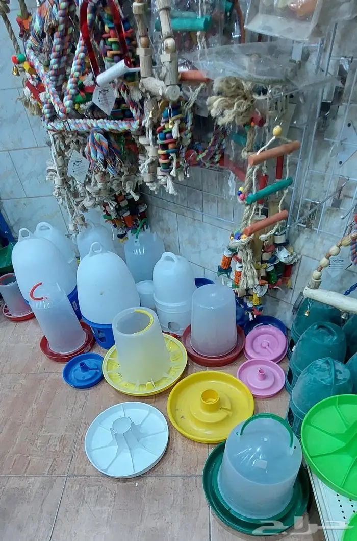 طيور زينة واكلها واقفاصها محل نوادر 23