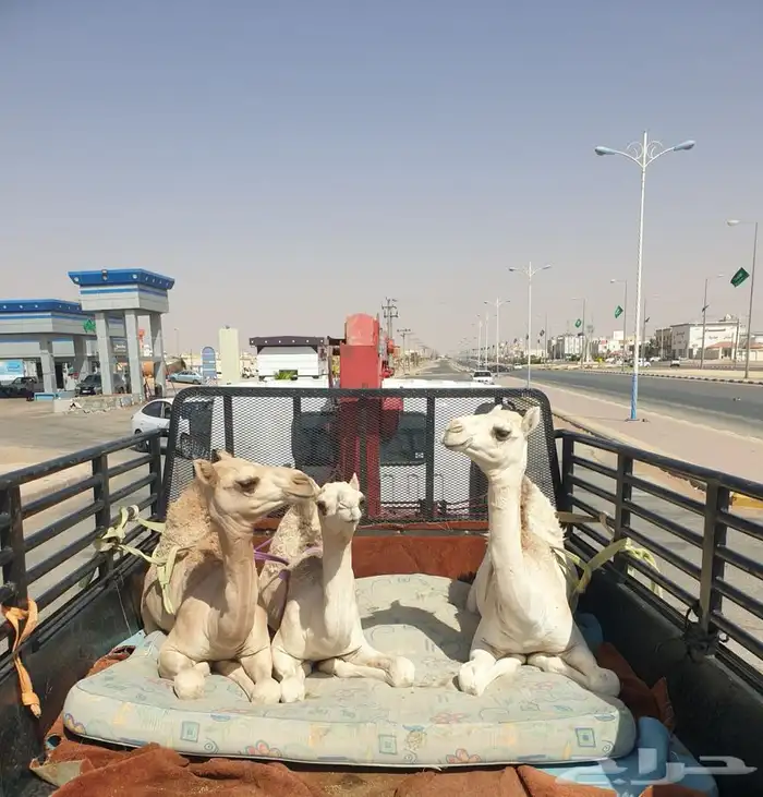 دنا ونش تحميل ابل 0