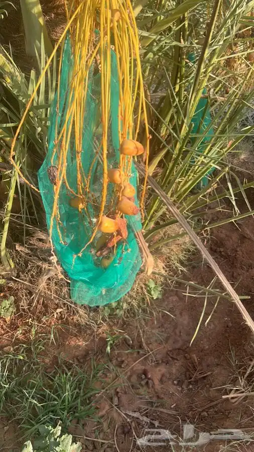 البيع فراخه نخل شمشوله ونبته حصان 0