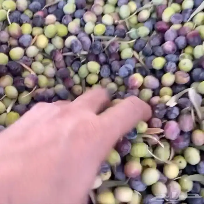 زيتون أخضر حب للتخليل عضوي أنتاج1446 هجري شحن لجميع المناطق 1