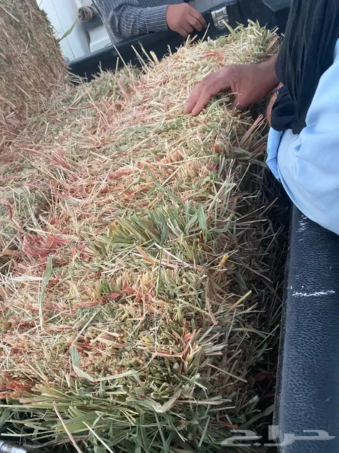 ذره جيزانيه ناعمه 3