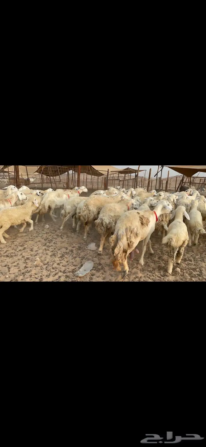 غنم خلفات حرش صنف عددها 32 1