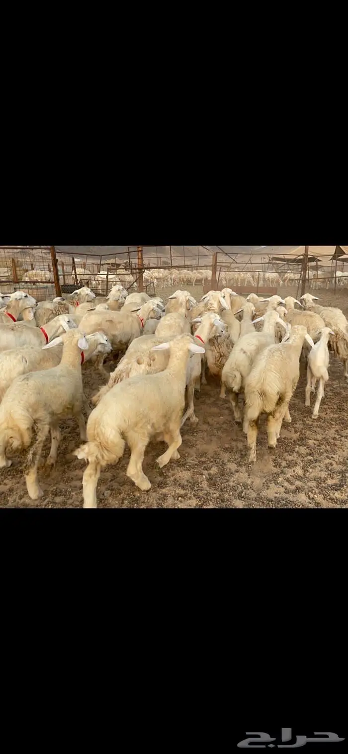 غنم خلفات حرش صنف عددها 32 3