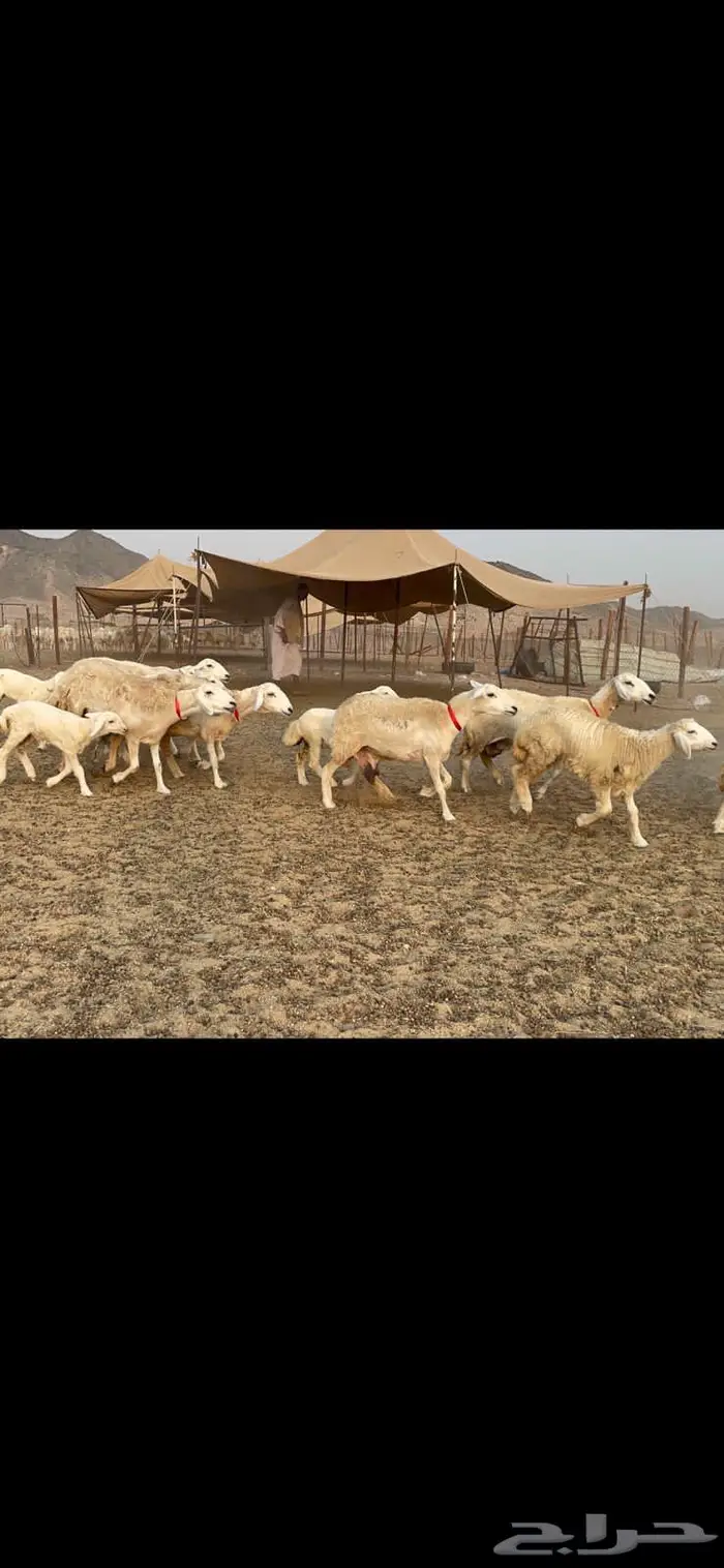 غنم خلفات حرش صنف عددها 32 4