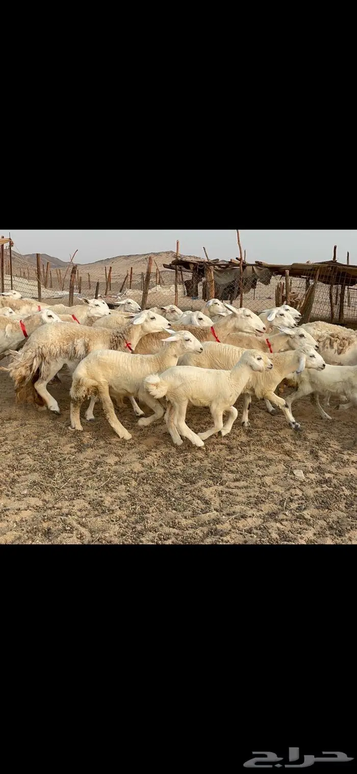 غنم خلفات حرش صنف عددها 32 5