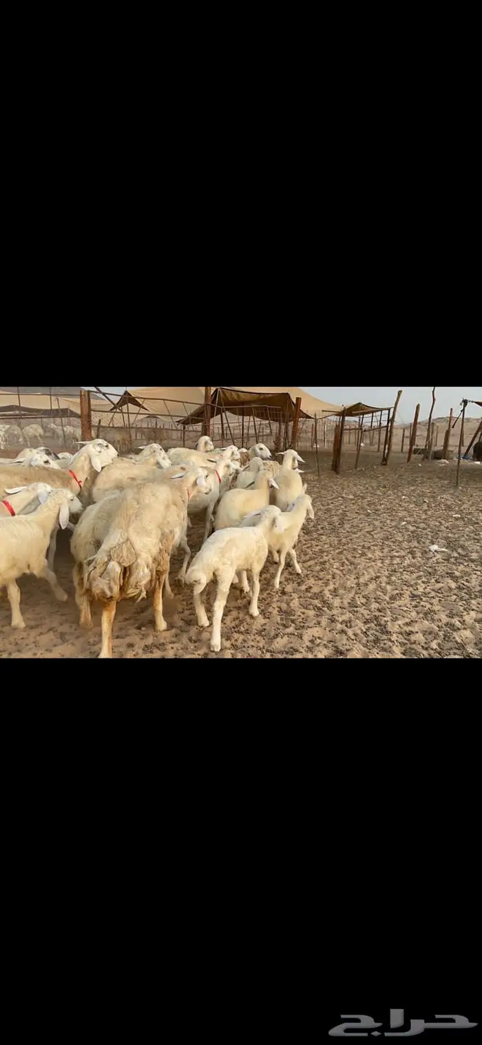 غنم خلفات حرش صنف عددها 32 6