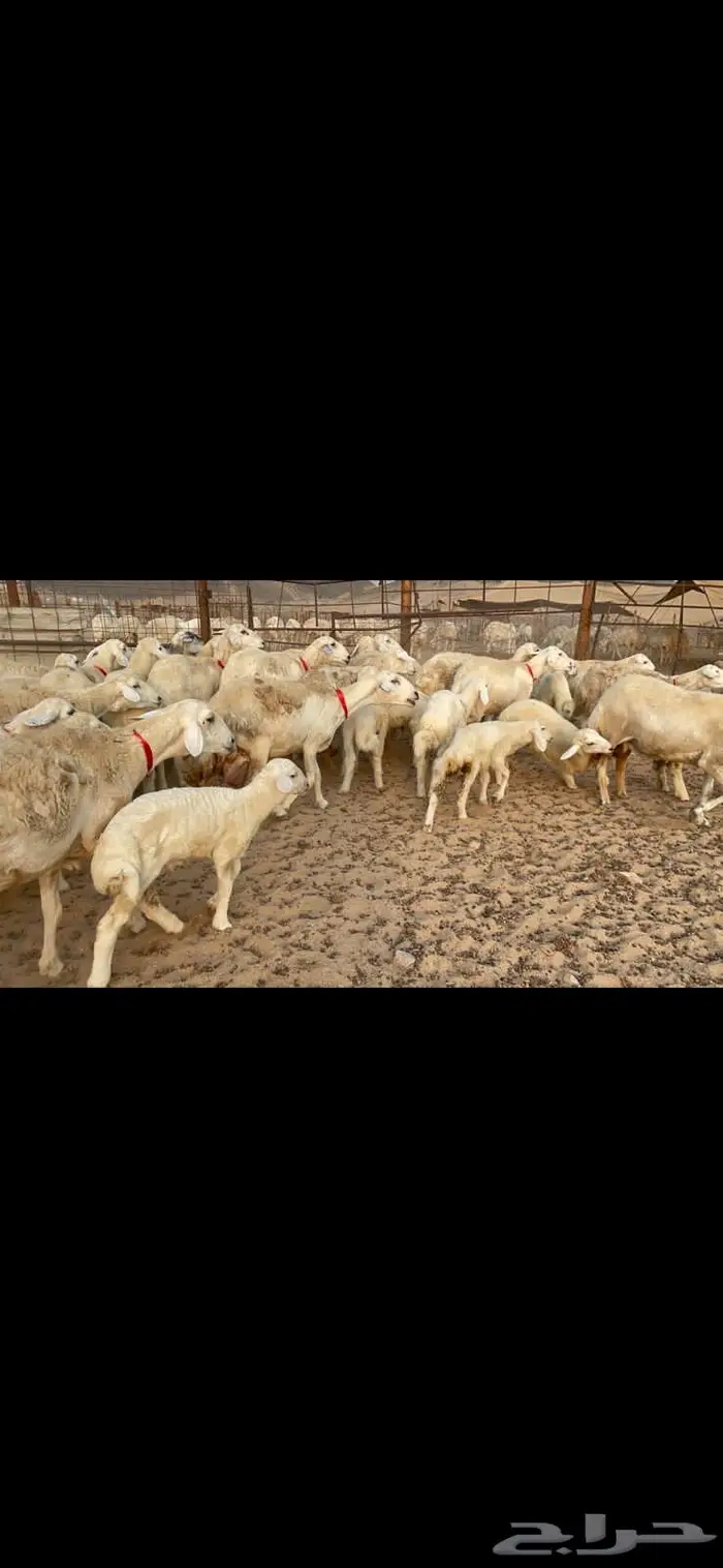 غنم خلفات حرش صنف عددها 32 7