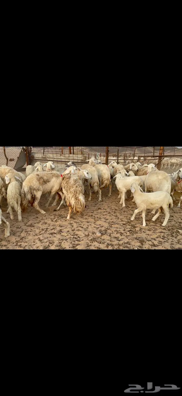 غنم خلفات حرش صنف عددها 32 8