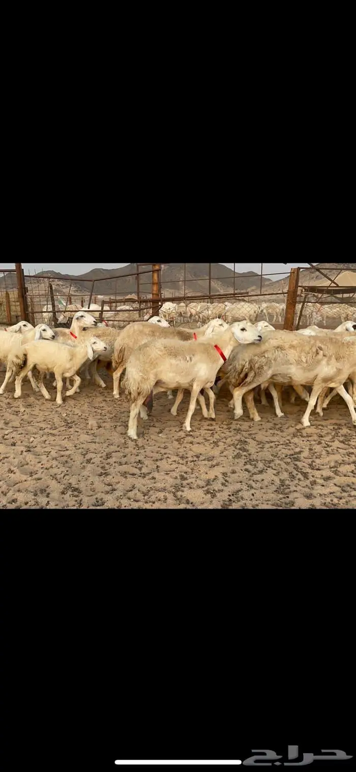 غنم خلفات حرش صنف عددها 32 9