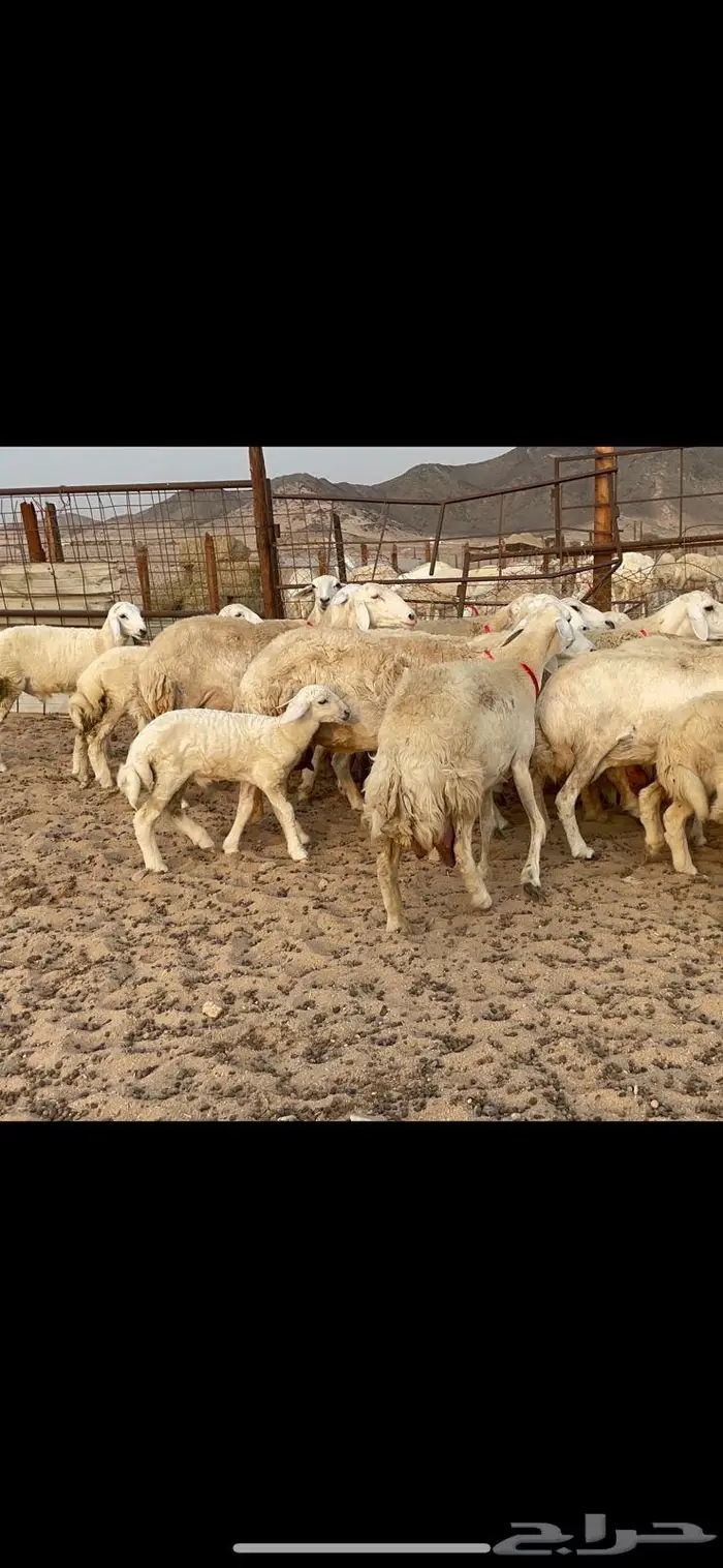 غنم خلفات حرش صنف عددها 32 10