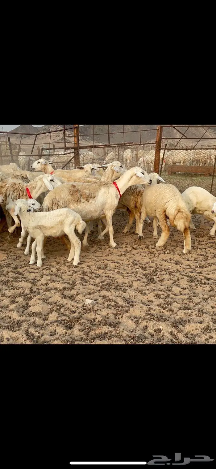 غنم خلفات حرش صنف عددها 32 11