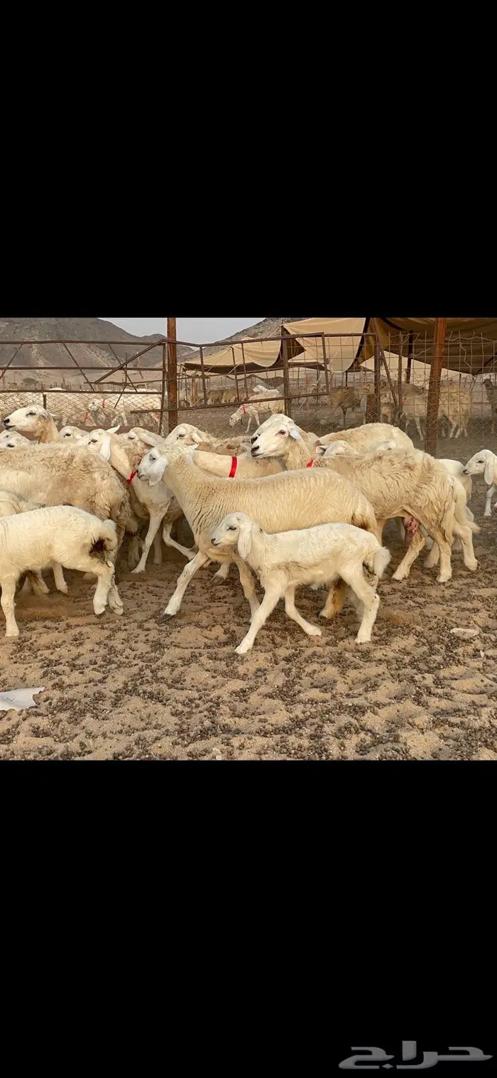 غنم خلفات حرش صنف عددها 32 12