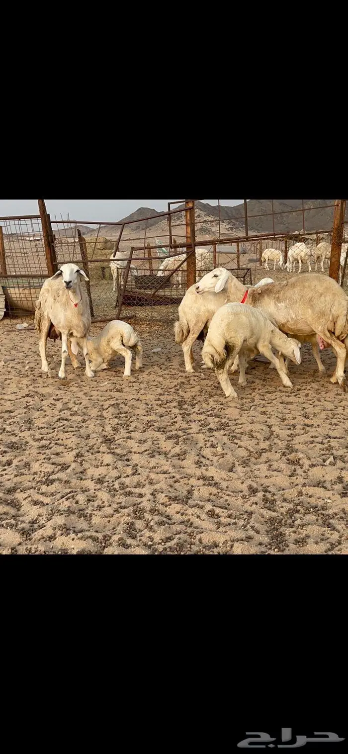 غنم خلفات حرش صنف عددها 32 13