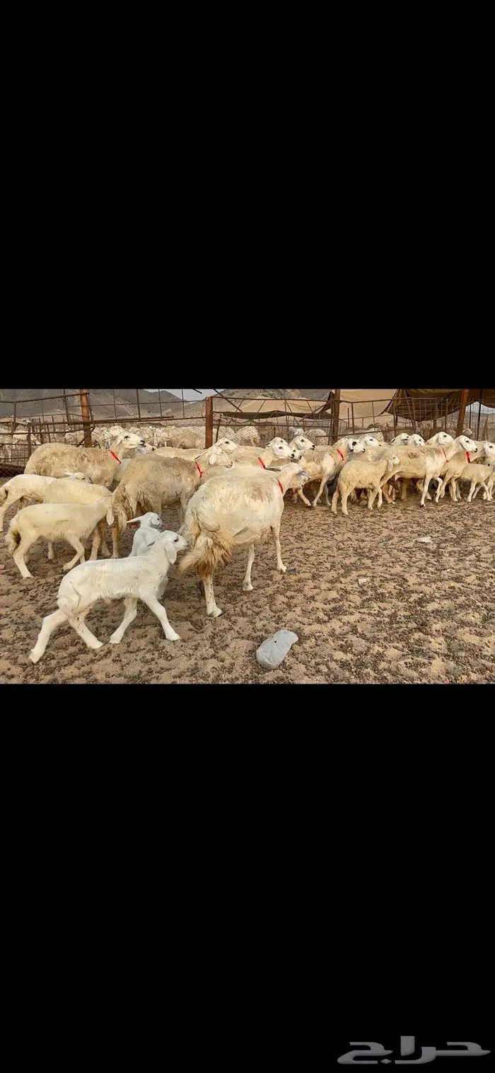 غنم خلفات حرش صنف عددها 32 14