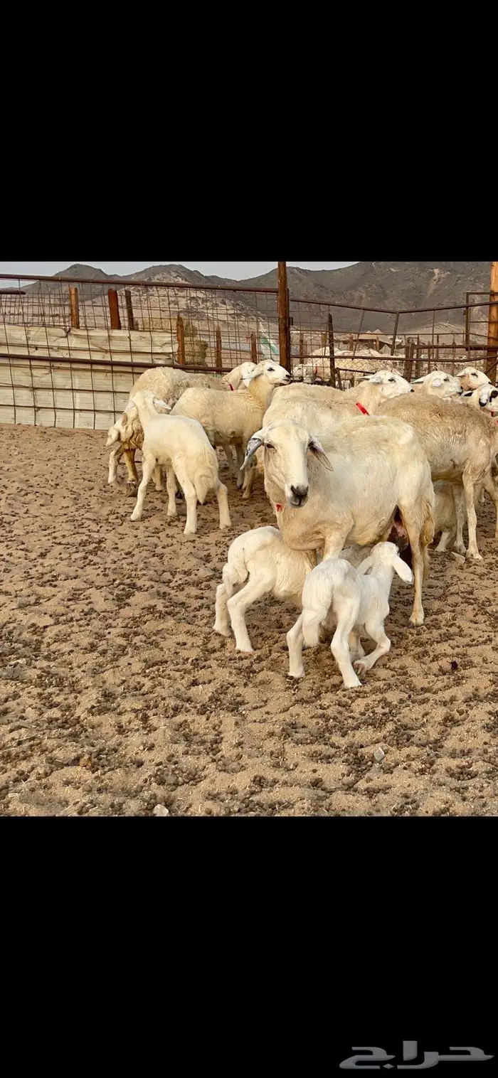 غنم خلفات حرش صنف عددها 32 15