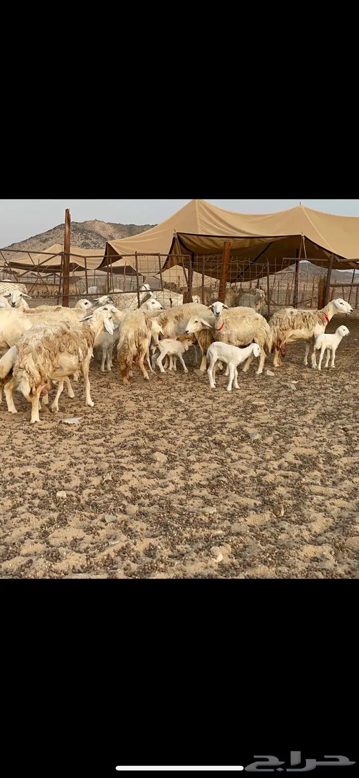 غنم خلفات حرش صنف عددها 32 16