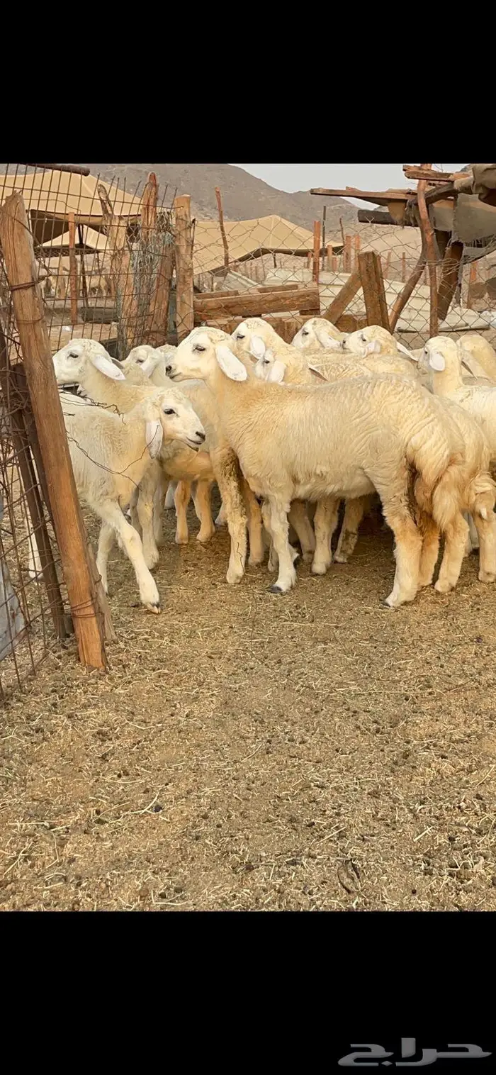 غنم خلفات حرش صنف عددها 32 17