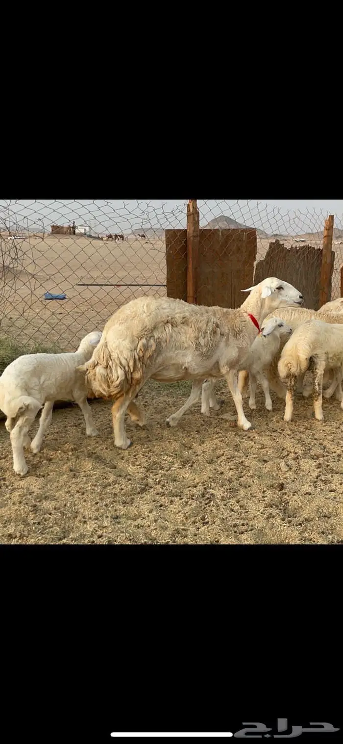 غنم خلفات حرش صنف عددها 32 18