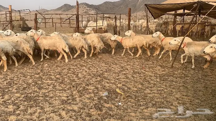 غنم خلفات حرش صنف عددها 32 0