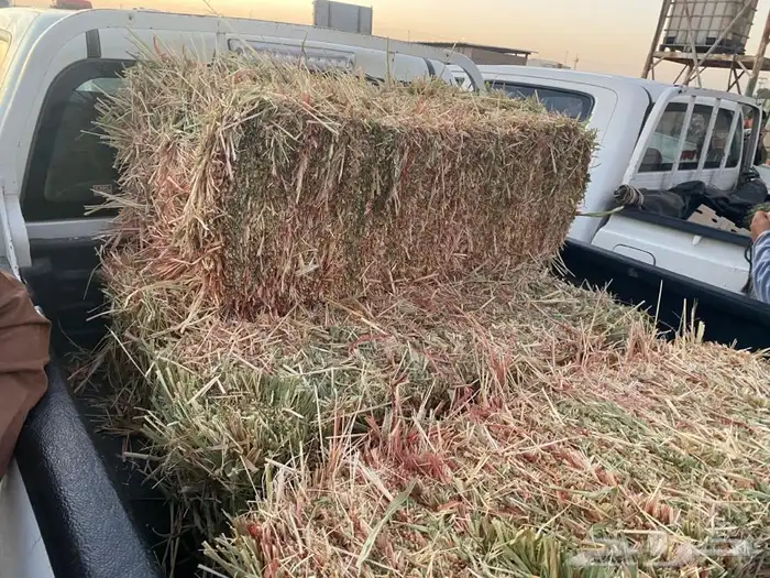 ذره جيزانيه ناعمه 4