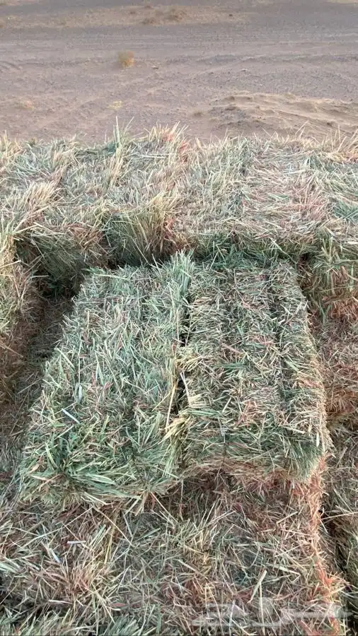 ذره جيزانيه ناعمه 6