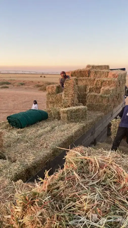 ذره جيزانيه ناعمه 9