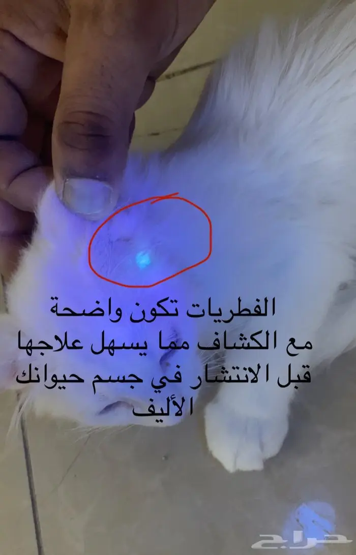 للبيع كشاف لفطريات للحيوانات 1