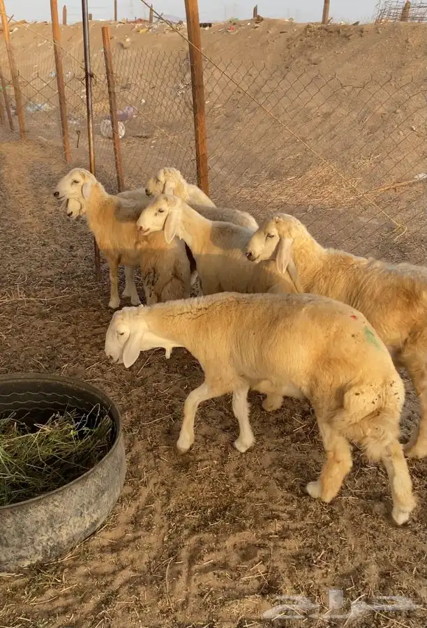 ذبايح حري ذبح توصيل لباب بيتك(نضمن لك الجودة) 2