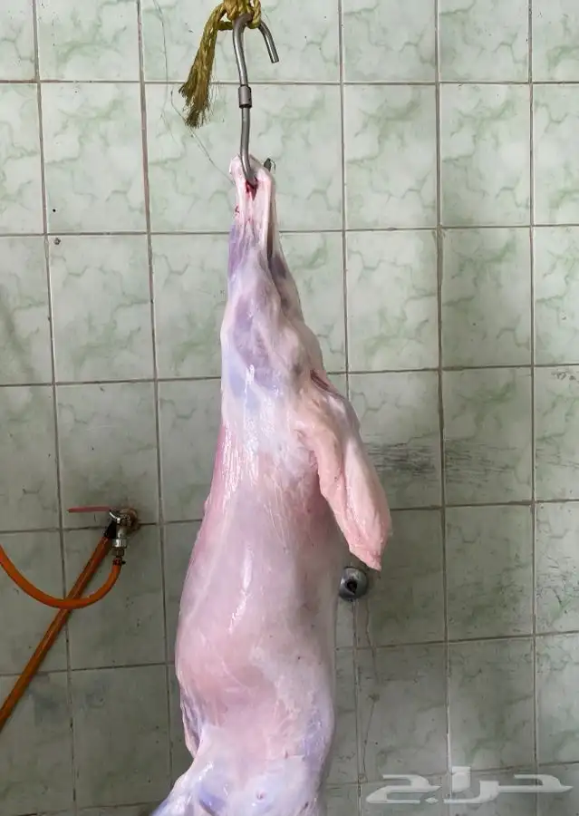 ذبايح حري ذبح توصيل لباب بيتك(نضمن لك الجودة) 8