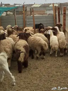 اضاحي للحجز خرفان ورخال حريات ونعيمي 4