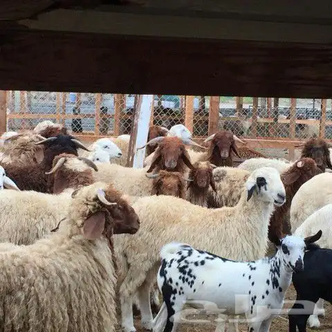 اضاحي للحجز خرفان ورخال حريات ونعيمي 6
