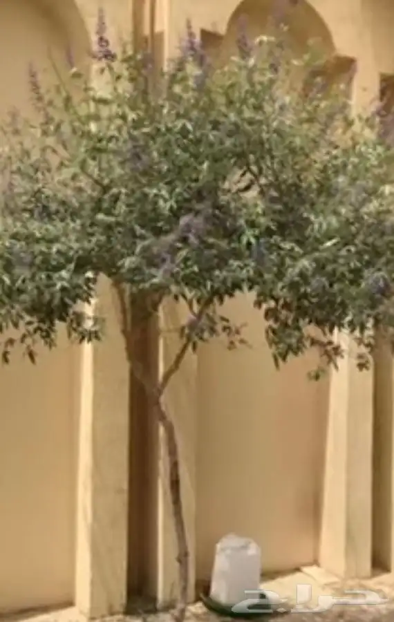 شجر كف مريم كبير 0