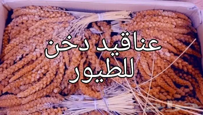 سرلاك فرسل لاقا وستاكوس وحب طيور زينة 4