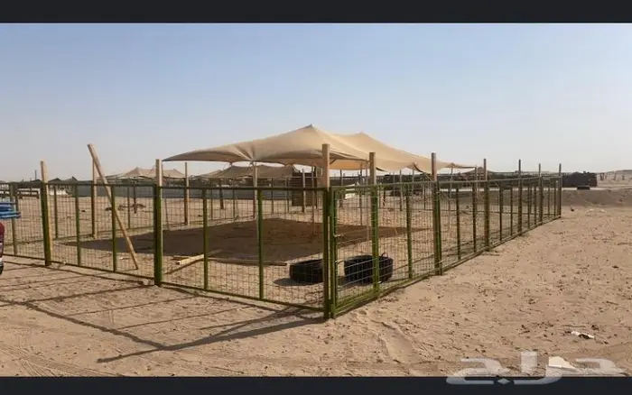 شبك غنم للايجار مع وجود طبيب بيطري في الموقع 0