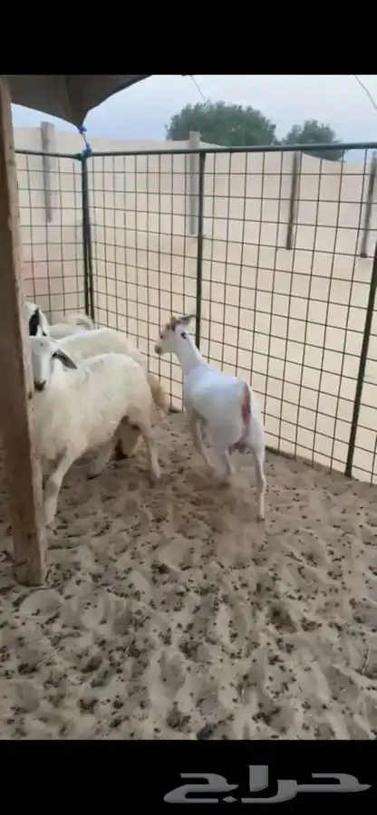 حنيذ ابو اسامه بالمرخ والتيوس الجنوبيه 8