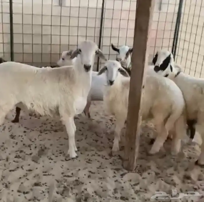حنيذ ابو اسامه بالمرخ والتيوس الجنوبيه 9