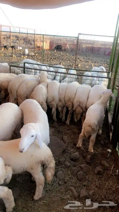 ذبايح حريه من البر مع الذبح والتوصيل لبيتك 23