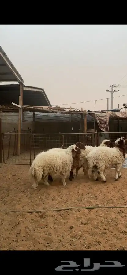 خرفان نعيم 2