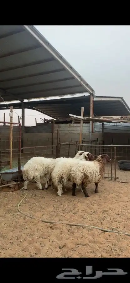 خرفان نعيم 1