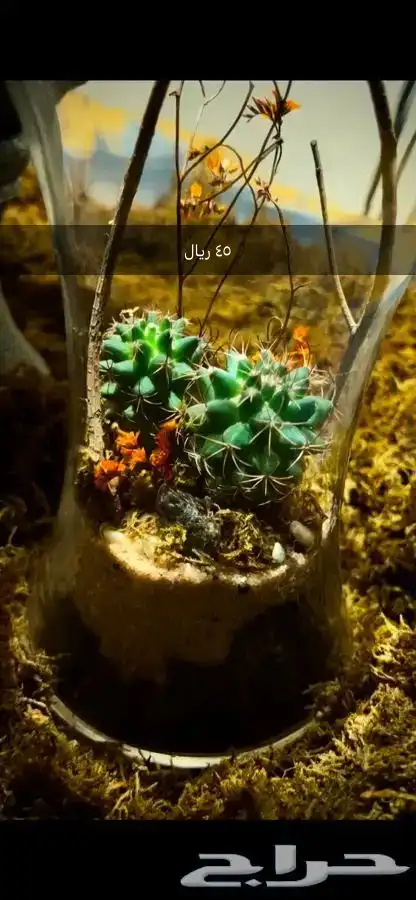 نبات داخلي تيراريوم 1