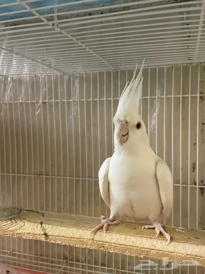 كروان البينو (( تم البيع )) 0