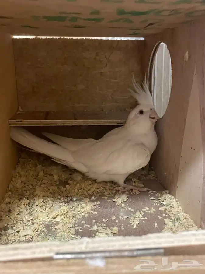 كروان البينو (( تم البيع )) 1