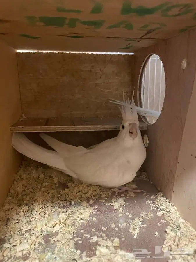 كروان البينو (( تم البيع )) 3