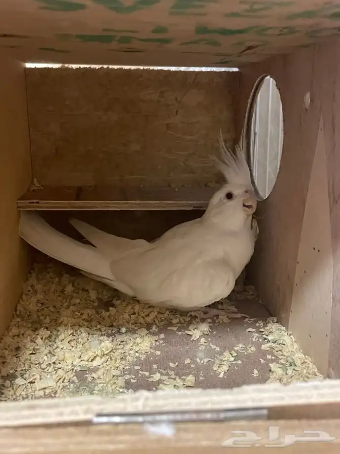 كروان البينو (( تم البيع )) 2