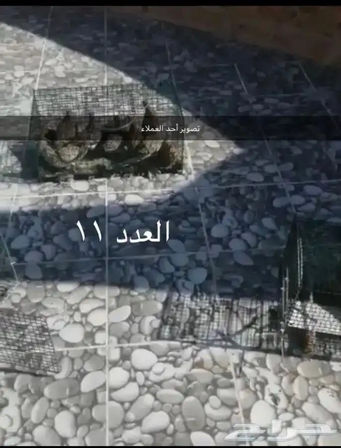 مصيدة طيور باب واحد 11