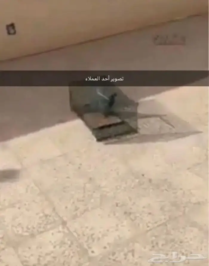 مصيدة طيور بابين 18
