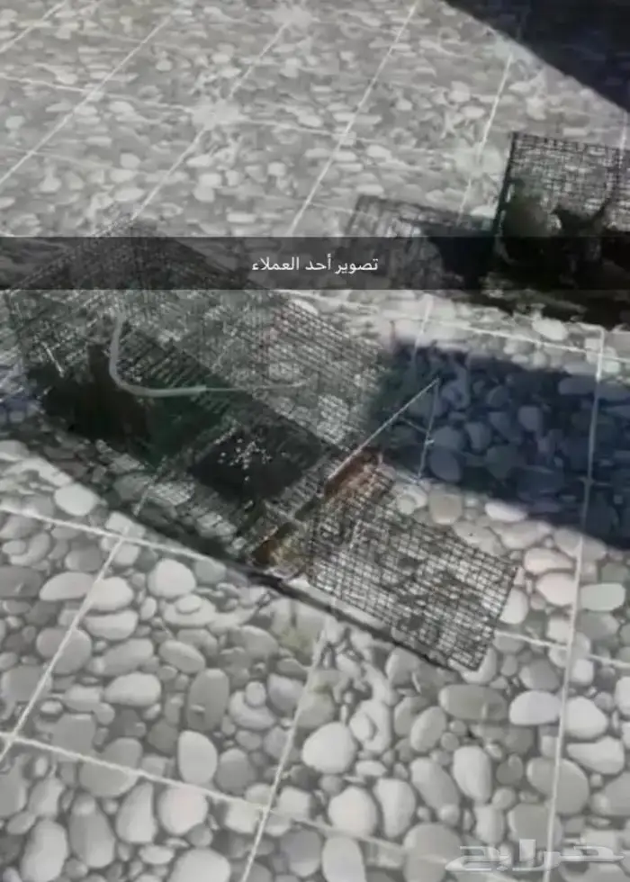 مصيدة طيور بابين 14