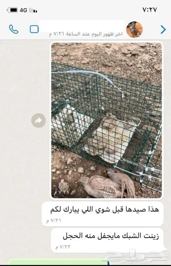 مصيدة طيور بابين 19