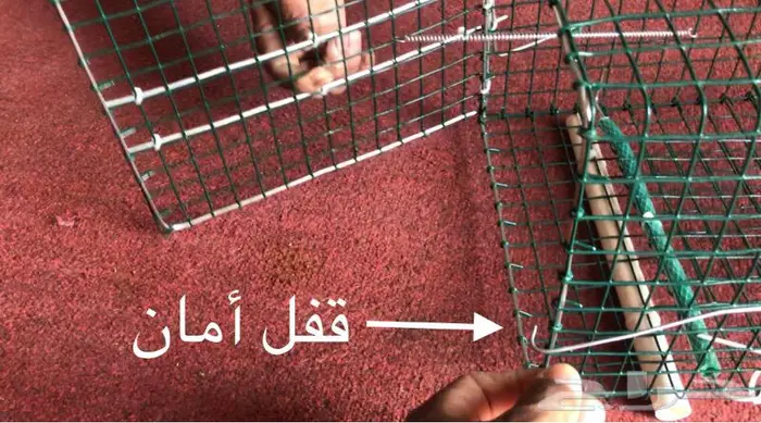 مصيدة طيور بابين 1