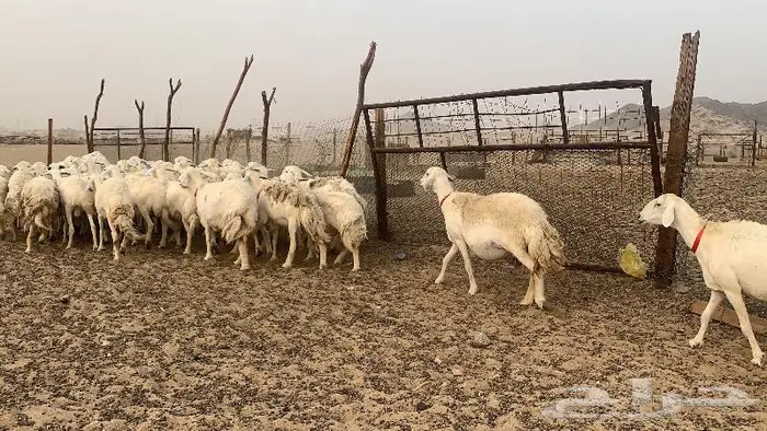 غنم دفيع صنف عددها 50 2